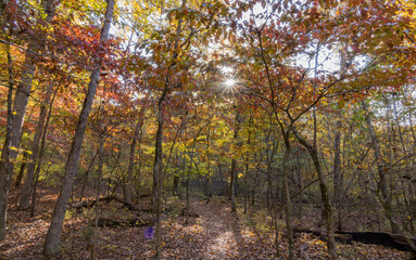 Sunny view of the beautiful fall color of Hobbs State Park-Conservation Area