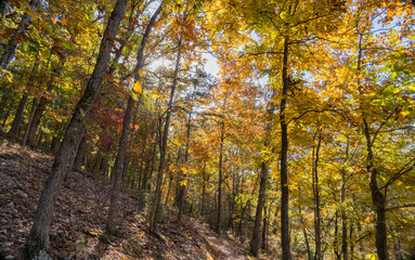 Fototapeta premium Sunny view of the beautiful fall color of Hobbs State Park-Conservation Area