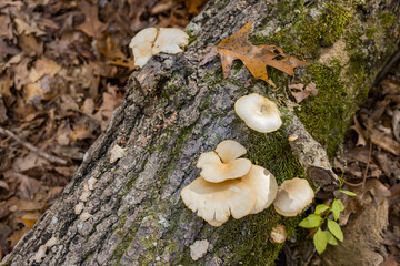 Close up shot of some mushroom
