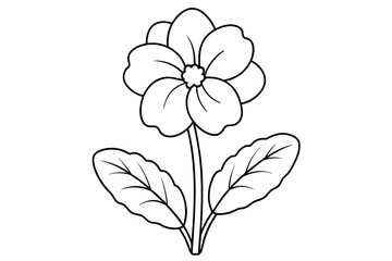 primrose flower vector illustration