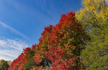 Sunny exterior view of a beautiful red maple tree in War Eagle Fair