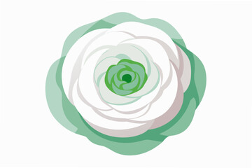 ranunculus flower vector illustration