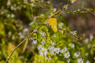 Close up shot of a yellow butterfly