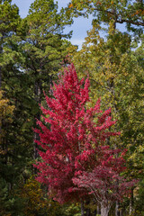 Sunny view of the beautiful fall color of Hobbs State Park-Conservation Area