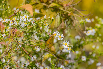 Close up shot of a yellow butterfly
