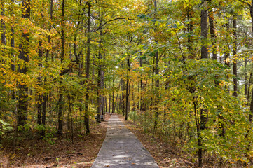 Sunny view of the beautiful fall color of Hobbs State Park-Conservation Area