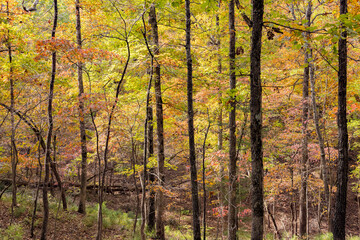 Sunny view of the beautiful fall color of Hobbs State Park-Conservation Area