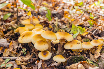 Close up shot of some mushroom
