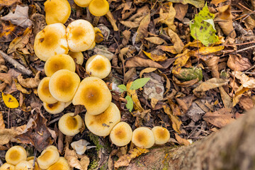 Close up shot of some mushroom