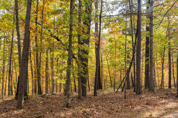 Sunny view of the beautiful fall color of Hobbs State Park-Conservation Area