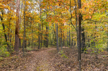 Obraz premium Sunny view of the beautiful fall color of Hobbs State Park-Conservation Area