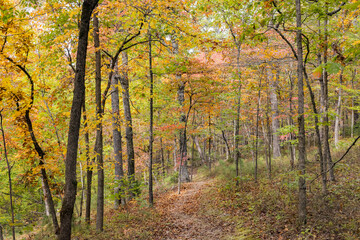 Obraz premium Sunny view of the beautiful fall color of Hobbs State Park-Conservation Area