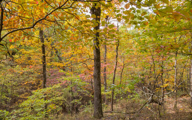 Sunny view of the beautiful fall color of Hobbs State Park-Conservation Area