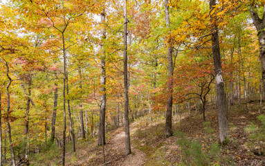 Sunny view of the beautiful fall color of Hobbs State Park-Conservation Area