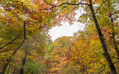 Sunny view of the beautiful fall color of Hobbs State Park-Conservation Area