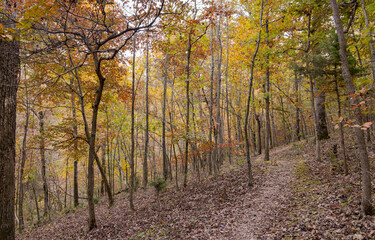 Sunny view of the beautiful fall color of Hobbs State Park-Conservation Area