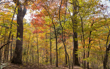 Sunny view of the beautiful fall color of Hobbs State Park-Conservation Area