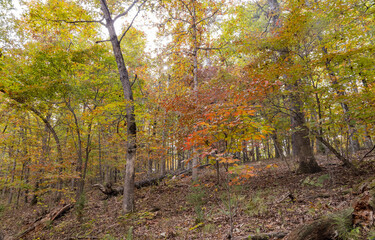 Sunny view of the beautiful fall color of Hobbs State Park-Conservation Area