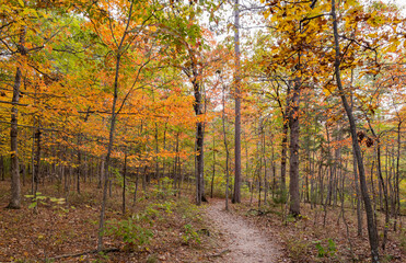 Obraz premium Sunny view of the beautiful fall color of Hobbs State Park-Conservation Area