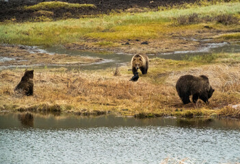 Grizzly Bear and Cubs feeding