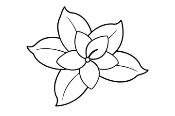 jasmine flower vector illustration