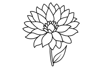 aster flower vector illustration