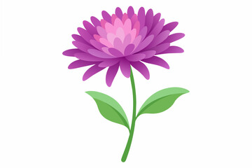 aster flower vector illustration