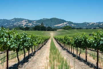 Fototapeta premium A picturesque vineyard with rows of grapevines stretching into the distance