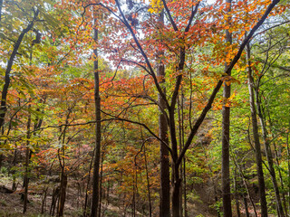 Sunny view of the beautiful fall color of Hobbs State Park-Conservation Area