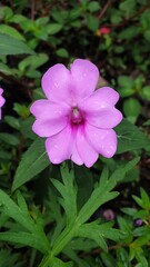 pink impatiens  flower in the garden