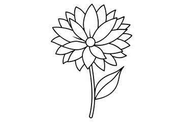 aster flower vector illustration