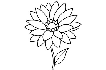 aster flower vector illustration