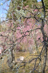 【京都】城南宮に咲くしだれ梅