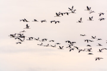 Flying cranes flock against blue sky