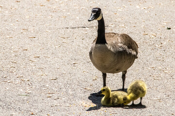 A goose and her goslings