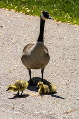 a goose and her goslings