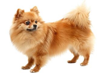 Obraz premium Pomeranian Dog Isolated