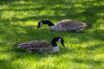 canadian geese on a lawn