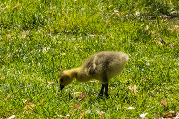 gosling on the grass