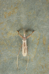 Insect known as Predator Bedbug or Assassin Bedbug, species Stenopoda Spinulosa, subfamily...