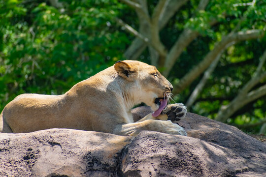 A lioness licking her paw. - Powered by Adobe