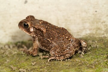 A charming shot of a small wet brown paddy frog adorned with distinctive white spots. Its scientific name, Fejervarya cancrivora, adds allure to the image.