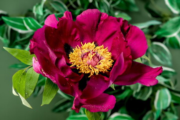Blooming red peony on a green background