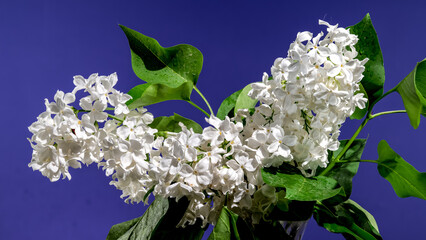 Blooming white lilac on a blue background