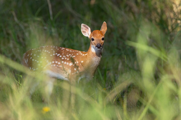 Adorable white-tailed deer baby (fawn) at Myakka River State Park, Florida 