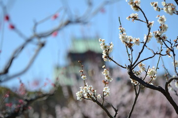 【大阪】大阪城公園に咲く梅と大阪城天守