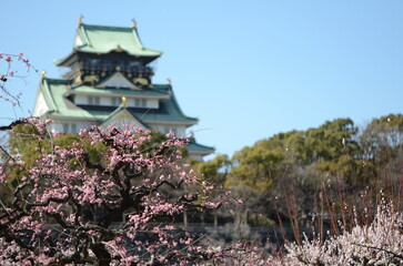 Naklejka premium 【大阪】大阪城公園に咲く梅と大阪城天守
