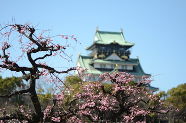 Fototapeta premium 【大阪】大阪城公園に咲く梅と大阪城天守