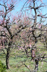 【大阪】大阪城公園に咲く梅