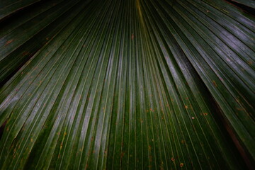 Palm leaf in the Botanical Garden of Moscow
